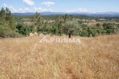 Helårsgrund i Castelo Branco, Castelo Branco, Castelo Branco - € 42.000 | Ref: PP4397 - foto 13