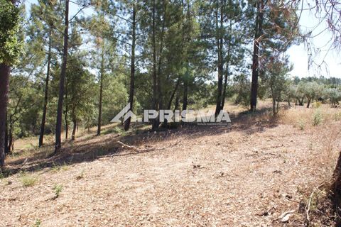 Helårsgrund i Castelo Branco, Castelo Branco, Castelo Branco - € 42.000 | Ref: PP4397 - foto 16