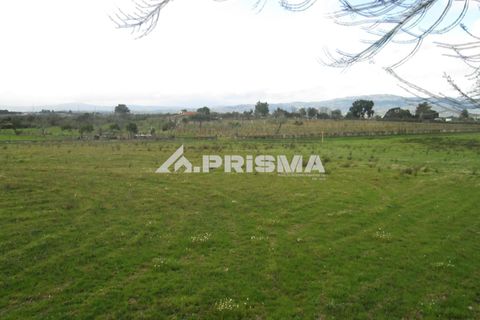 Helårsgrund i Castelo Branco, Castelo Branco, Castelo Branco - € 25.000 | Ref: PP4533 - foto 4
