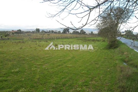 Helårsgrund i Castelo Branco, Castelo Branco, Castelo Branco - € 25.000 | Ref: PP4533 - foto 5