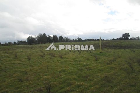 Helårsgrund i Castelo Branco, Castelo Branco, Castelo Branco - € 25.000 | Ref: PP4533 - foto 7