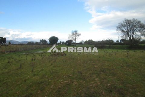 Helårsgrund i Castelo Branco, Castelo Branco, Castelo Branco - € 25.000 | Ref: PP4533 - foto 9