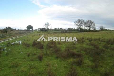Helårsgrund i Castelo Branco, Castelo Branco, Castelo Branco - € 25.000 | Ref: PP4533 - foto 11