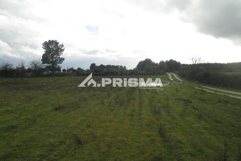 Helårsgrund i Castelo Branco, Castelo Branco, Castelo Branco - € 25.000 | Ref: PP4533 - foto 13