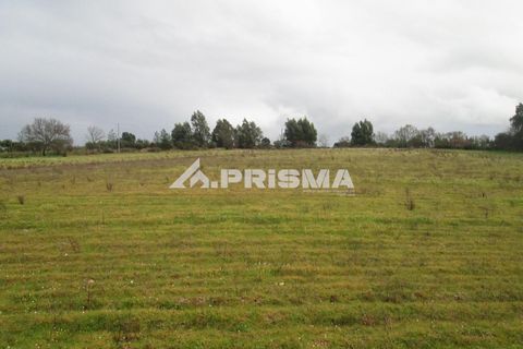 Helårsgrund i Castelo Branco, Castelo Branco, Castelo Branco - € 25.000 | Ref: PP4533 - foto 14