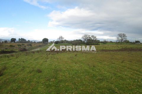 Helårsgrund i Castelo Branco, Castelo Branco, Castelo Branco - € 25.000 | Ref: PP4533 - foto 16