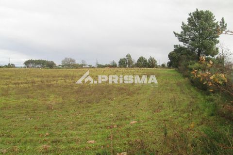 Helårsgrund i Castelo Branco, Castelo Branco, Castelo Branco - € 25.000 | Ref: PP4533 - foto 19