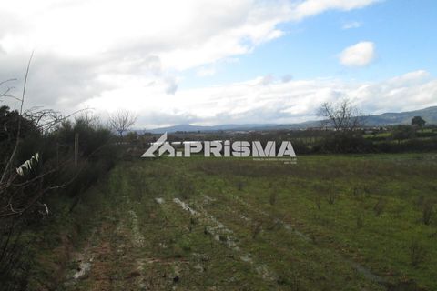 Helårsgrund i Castelo Branco, Castelo Branco, Castelo Branco - € 25.000 | Ref: PP4533 - foto 21
