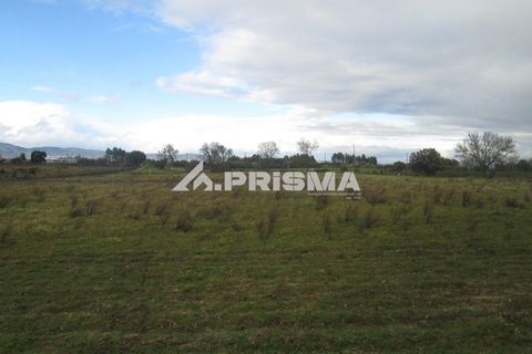 Helårsgrund i Castelo Branco, Castelo Branco, Castelo Branco - € 25.000 | Ref: PP4533 - foto 23