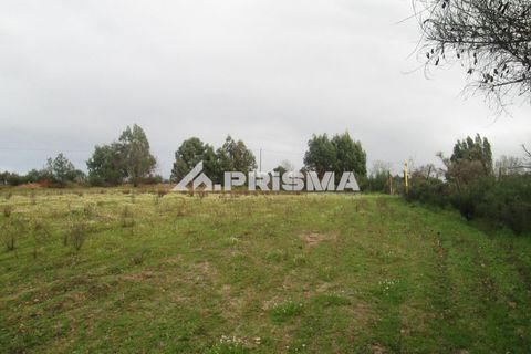 Helårsgrund i Castelo Branco, Castelo Branco, Castelo Branco - € 25.000 | Ref: PP4533 - foto 24