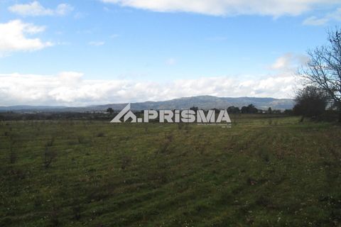 Helårsgrund i Castelo Branco, Castelo Branco, Castelo Branco - € 25.000 | Ref: PP4533 - foto 29
