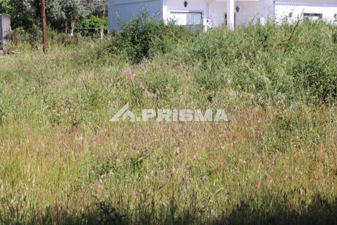 Helårsgrund i Castelo Branco, Castelo Branco, Castelo Branco - € 28.900 | Ref: PP4369 - foto 12