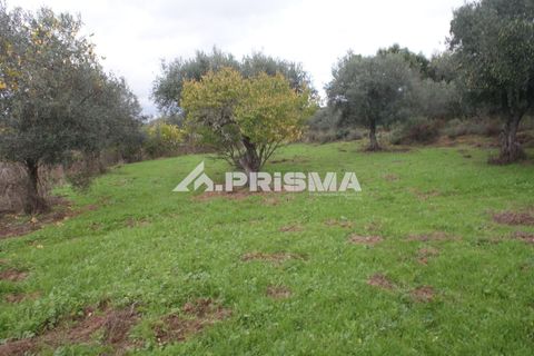 Terra a Penamacor, Castelo Branco, Penamacor - € 35.000 | Ref: PP4491 - foto 2