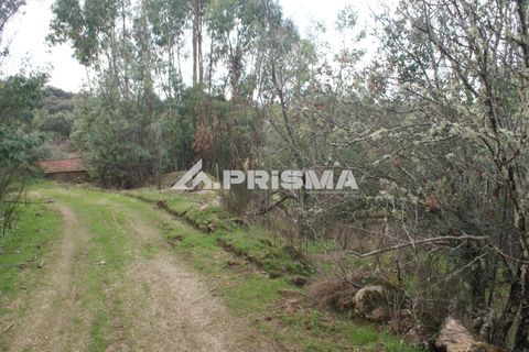 Terra a Penamacor, Castelo Branco, Penamacor - € 35.000 | Ref: PP4491 - foto 4