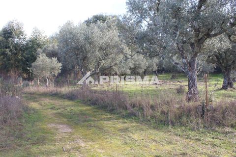 Terra a Penamacor, Castelo Branco, Penamacor - € 35.000 | Ref: PP4491 - foto 5