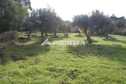 Terra a Penamacor, Castelo Branco, Penamacor - € 35.000 | Ref: PP4491 - foto 6