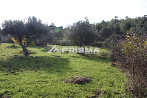 Terra a Penamacor, Castelo Branco, Penamacor - € 35.000 | Ref: PP4491 - foto 7