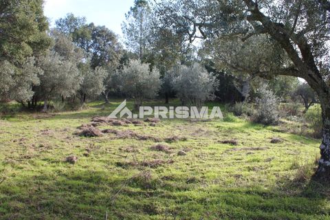 Terra a Penamacor, Castelo Branco, Penamacor - € 35.000 | Ref: PP4491 - foto 8