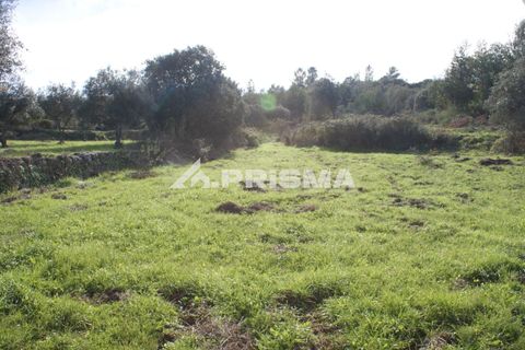 Terra a Penamacor, Castelo Branco, Penamacor - € 35.000 | Ref: PP4491 - foto 9
