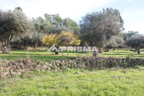 Terra a Penamacor, Castelo Branco, Penamacor - € 35.000 | Ref: PP4491 - foto 11