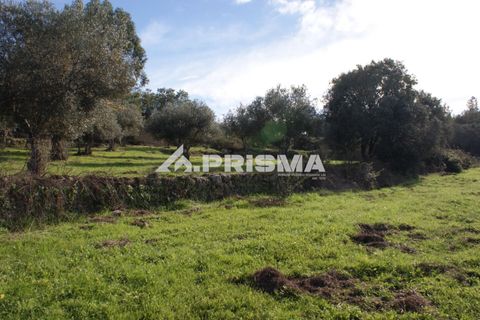 Terra a Penamacor, Castelo Branco, Penamacor - € 35.000 | Ref: PP4491 - foto 12