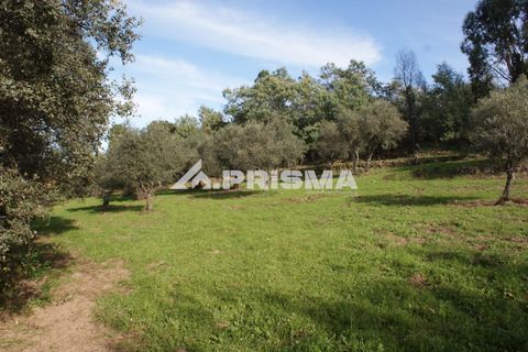 Terra a Penamacor, Castelo Branco, Penamacor - € 35.000 | Ref: PP4491 - foto 14
