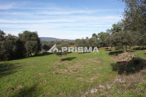 Terra a Penamacor, Castelo Branco, Penamacor - € 35.000 | Ref: PP4491 - foto 17