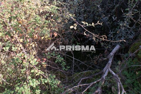 Terra a Penamacor, Castelo Branco, Penamacor - € 35.000 | Ref: PP4491 - foto 18