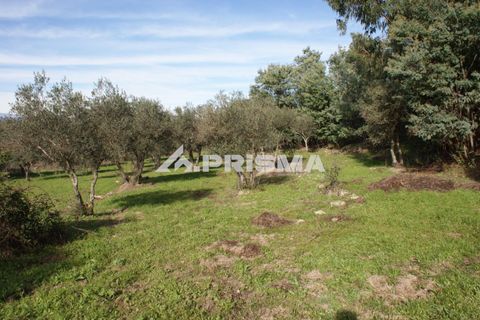 Terra a Penamacor, Castelo Branco, Penamacor - € 35.000 | Ref: PP4491 - foto 19