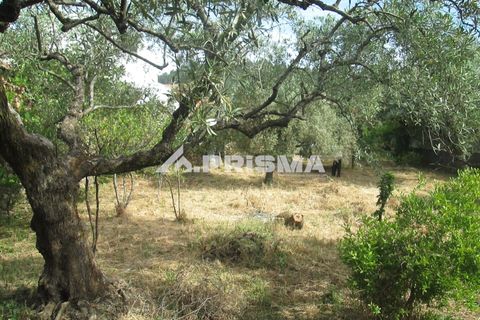 Byhus i Idanha-a-Nova, Castelo Branco, Idanha-a-Nova - € 65.000 | Ref: PP4435 - foto 29