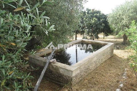 Byhus i Idanha-a-Nova, Castelo Branco, Idanha-a-Nova - € 65.000 | Ref: PP4435 - foto 36