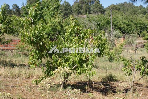 Helårsgrund i Fundao, Castelo Branco, Fundao - € 53.000 | Ref: PP4402 - foto 7