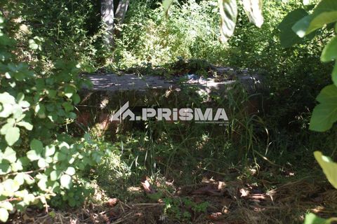 Helårsgrund i Fundao, Castelo Branco, Fundao - € 53.000 | Ref: PP4402 - foto 15
