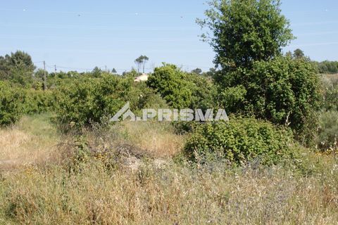 Helårsgrund i Fundao, Castelo Branco, Fundao - € 53.000 | Ref: PP4402 - foto 21