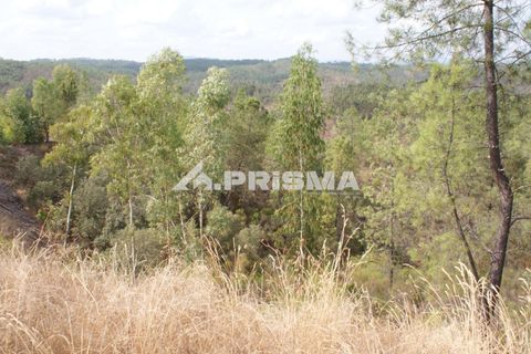 Helårsgrund i Castelo Branco, Castelo Branco, Castelo Branco - € 27.500 | Ref: PP4461 - foto 2
