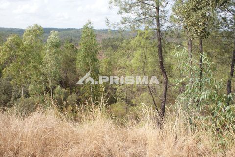 Helårsgrund i Castelo Branco, Castelo Branco, Castelo Branco - € 27.500 | Ref: PP4461 - foto 4