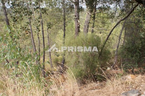 Helårsgrund i Castelo Branco, Castelo Branco, Castelo Branco - € 27.500 | Ref: PP4461 - foto 5