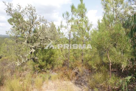 Helårsgrund i Castelo Branco, Castelo Branco, Castelo Branco - € 27.500 | Ref: PP4461 - foto 6