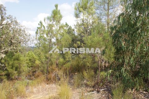 Helårsgrund i Castelo Branco, Castelo Branco, Castelo Branco - € 27.500 | Ref: PP4461 - foto 7