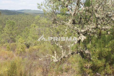 Helårsgrund i Castelo Branco, Castelo Branco, Castelo Branco - € 27.500 | Ref: PP4461 - foto 8