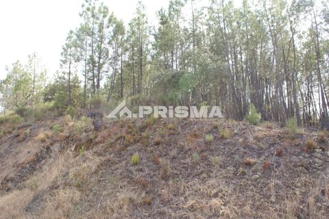 Helårsgrund i Castelo Branco, Castelo Branco, Castelo Branco - € 27.500 | Ref: PP4461 - foto 9