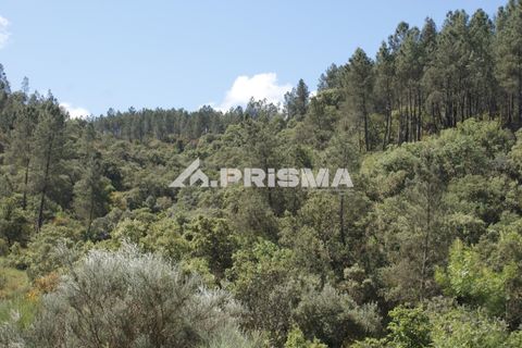 Helårsgrund i Castelo Branco, Castelo Branco, Castelo Branco - € 27.500 | Ref: PP4461 - foto 18