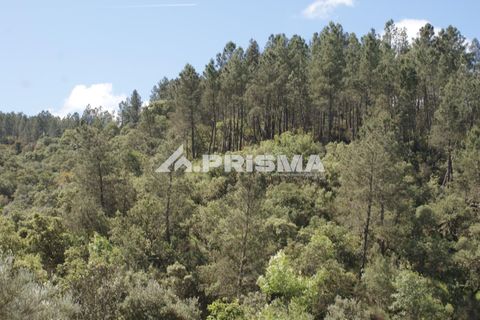 Helårsgrund i Castelo Branco, Castelo Branco, Castelo Branco - € 27.500 | Ref: PP4461 - foto 19