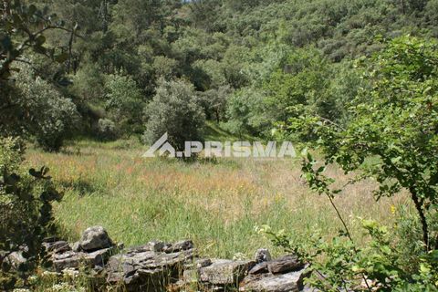 Helårsgrund i Castelo Branco, Castelo Branco, Castelo Branco - € 27.500 | Ref: PP4461 - foto 25