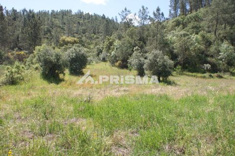Helårsgrund i Castelo Branco, Castelo Branco, Castelo Branco - € 27.500 | Ref: PP4461 - foto 28