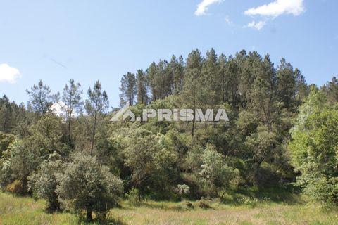 Helårsgrund i Castelo Branco, Castelo Branco, Castelo Branco - € 27.500 | Ref: PP4461 - foto 30