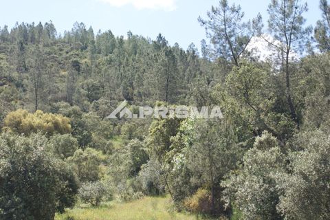 Helårsgrund i Castelo Branco, Castelo Branco, Castelo Branco - € 27.500 | Ref: PP4461 - foto 31