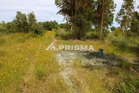 Farm i Castelo Branco, Castelo Branco, Castelo Branco - € 60.000 | Ref: PP4359 - foto 1