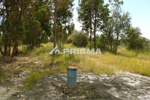 Farm i Castelo Branco, Castelo Branco, Castelo Branco - € 60.000 | Ref: PP4359 - foto 2