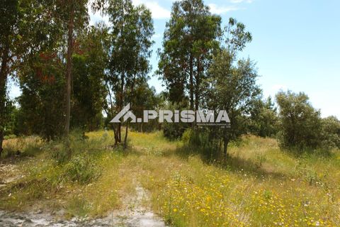 Farm i Castelo Branco, Castelo Branco, Castelo Branco - € 60.000 | Ref: PP4359 - foto 3